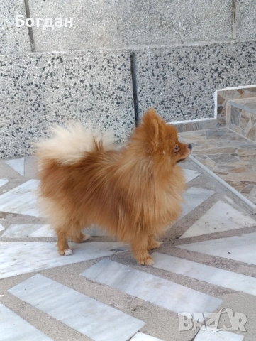 момче на десет месеца , снимка 1