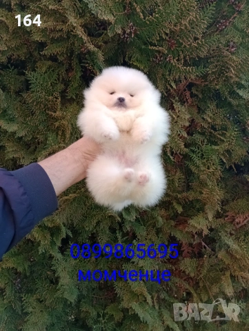 Померани. Момче и момиче. Снимки от 09.03.26 г. 