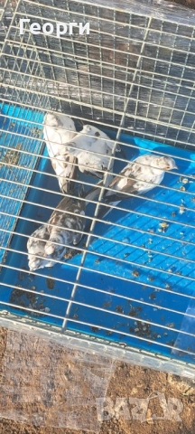 Диамантени гугутки , снимка 3 - други­ - 52105293