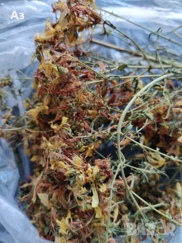 Продавам Жълт кантарион -  изсушена билка за чай