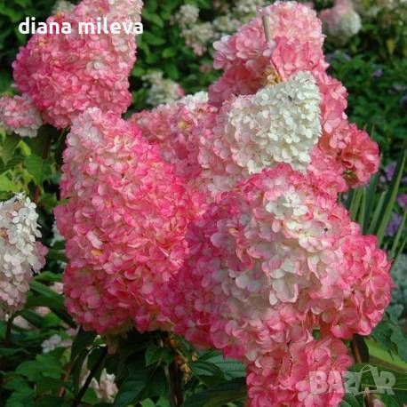 Хортензия „Vanille Fraise®“ (Hydrangea paniculata „Vanille Fraise®“), снимка 2 - Градински цветя и растения - 45936909