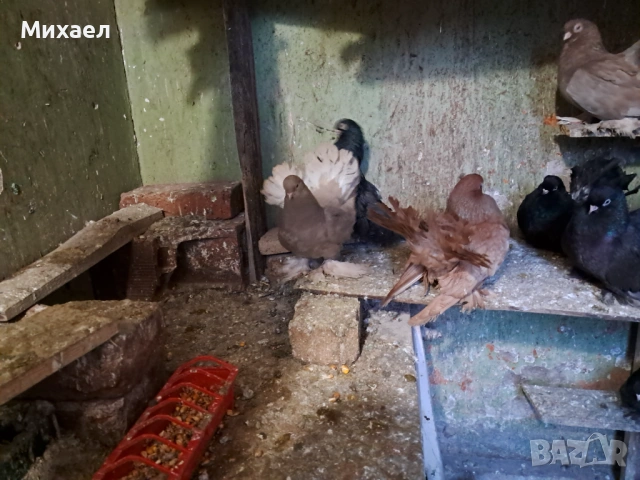 Ростовски (руски) гълъби, снимка 2 - Гълъби - 54127858