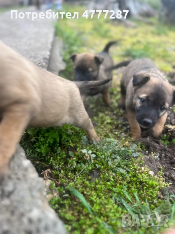 Кученца белгийска овчарка малиноа микс – пазачи, 50 дни, спешно“, снимка 5 - Белгийска овчарка - 54039876