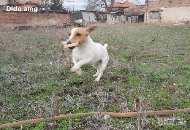 Джак ръсел за разплот, снимка 10 - Джак ръсел териер - 51892583