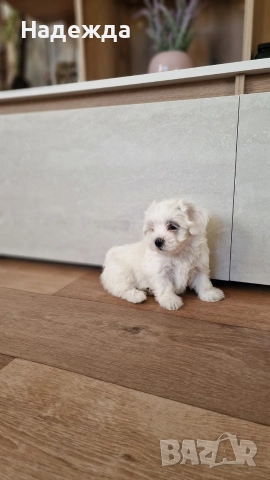 "Малтийска болонка", снимка 3 - Болонка - 52730178