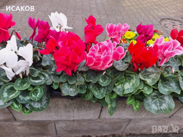 Циклама ХХХL, снимка 2 - Стайни растения - 53219722