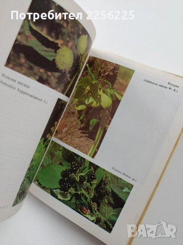 Билките в България, снимка 4 - Специализирана литература - 54066333