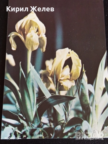 Четири пощенски картички МЕДОВА ПЕРУНИКА, СТРАНДЖАНСКА ЗВЪНИКА,ВОДНА ЛИЛИЯ 26474, снимка 3 - Филателия - 51697755