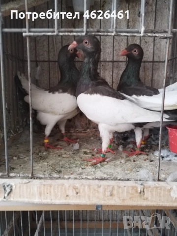 Датски летачи, снимка 3 - Гълъби - 52098870