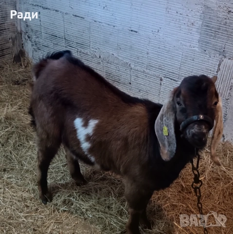 Продавам младо породисто пръчле., снимка 2 - Кози - 53092014