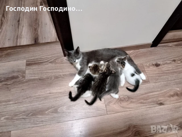 Котенца,  котенца, снимка 1