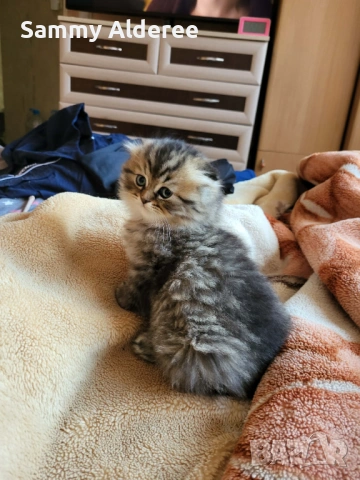 Британски, шотландски котета пухчета, снимка 11 - Британска късокосместа - 53852203