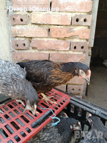 Продавам Млади Ярки! 