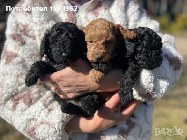 Той/мини пудел, снимка 4 - Пудели - 53817766