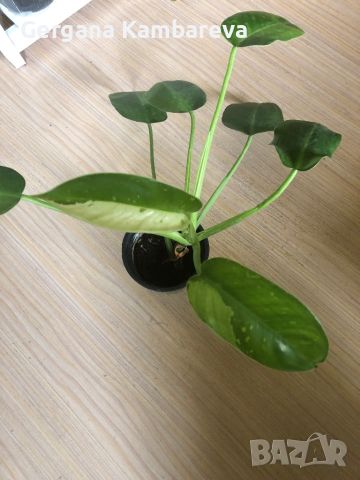 Philodendron Jose Buono , снимка 1 - Стайни растения - 45916598