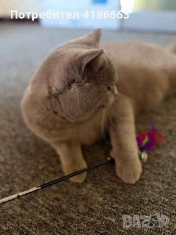 Късокосмест британец за разплод, снимка 16 - Британска късокосместа - 52215816