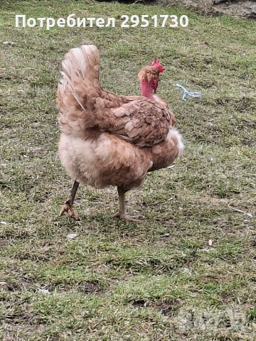 яйца от голошийки 