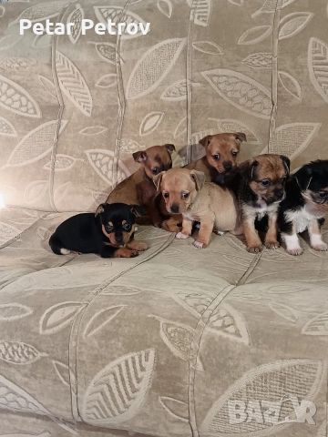 Мини пинчер чихуахуа, снимка 6 - Чихуахуа - 52816462