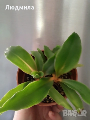 Хлорофитум Оранж Грин расад/Chlorophytum Orange Grimm, снимка 2 - Стайни растения - 51605298