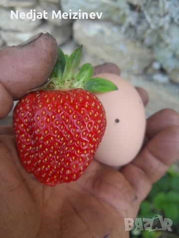 Ягоди сорт Румба, снимка 3 - Разсади - 52894181