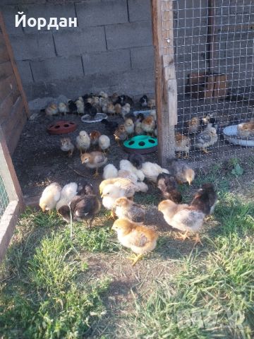 пилета , снимка 3 - Кокошки и пуйки - 45716078