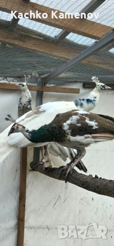 пауни, снимка 6 - други­ - 53406703