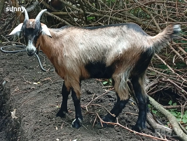 Женско яре на 6 месеца 230, снимка 1