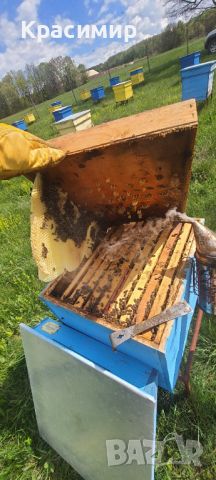 Пчелни семейства , снимка 3 - За пчели - 43553651
