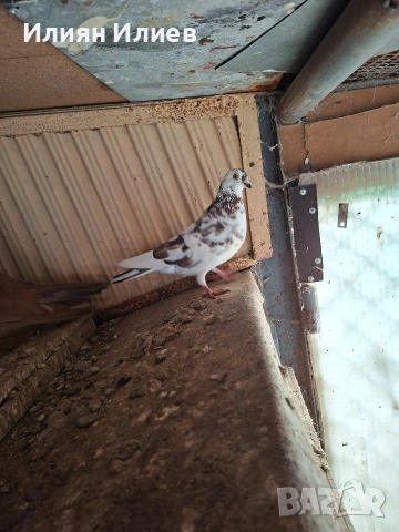 Женска гълъбица- унгарка, снимка 5 - Гълъби - 54081687