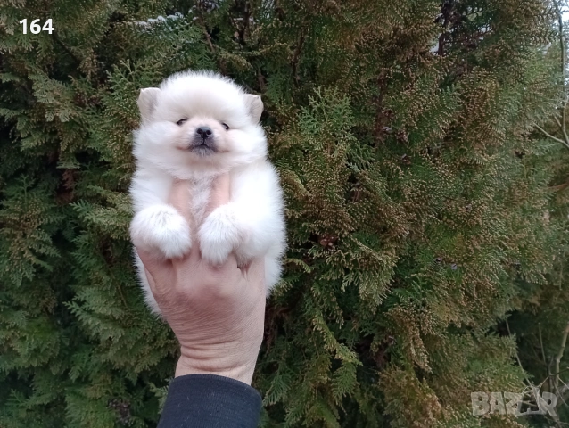 Женски Померанчета. Реални снимки от 10.02.26 г. , снимка 5 - Померан - 53416990