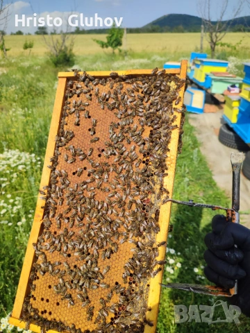 Пчелни семейства