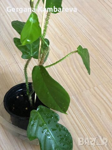 Philodendron Squamiferum , снимка 1 - Стайни растения - 46205960