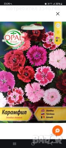 карамфил Чайна Дол /Dianthus chinesis /, снимка 1 - Градински цветя и растения - 46243793