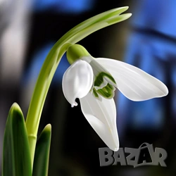 луковици на кокичета