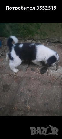 Продавам каракачанка, мъжко родено 25.10.25