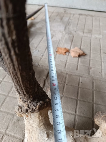 Еленски рога трофей, снимка 4 - Антикварни и старинни предмети - 52977507