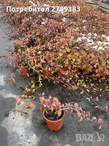 Брашлян, снимка 3 - Градински цветя и растения - 53451377