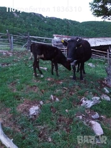 Крава с теле, снимка 2 - Крави - 45366678
