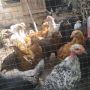 Продавам пилета на различна възраст, ваксинирани, дадено всичко необходимо , снимка 1 - Кокошки и пуйки - 45494079