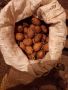 Продавам картофи за семе- сорт "СОРАЯ", снимка 1 - Сортови семена и луковици - 45462377