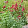 Червен валериан, червен центрантус (Centranthus ruber), снимка 1 - Градински цветя и растения - 45931350