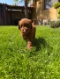 Момченце пудел/ male red poodle, снимка 2