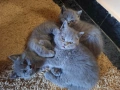 Британска късокосместа, снимка 3