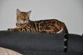 Бенгалски котета, снимка 6