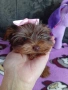 Мини йоркширски териер , снимка 10