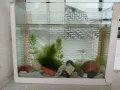 двулитров аквариум с бебета гупи ендлер, снимка 1