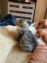 Британски, шотландски котета пухчета, снимка 11