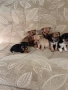 Мини пинчер чихуахуа, снимка 6