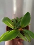 Хлорофитум Оранж Грин расад/Chlorophytum Orange Grimm, снимка 2