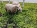 Овце с кочове Мутон Шароле, снимка 5